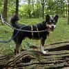 Herzensdieb Cap sucht ein Zuhause