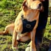 Asmus - eine typische Labradorseele