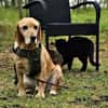 Asmus - eine typische Labradorseele