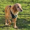 Asmus - eine typische Labradorseele
