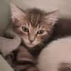 FAUVE DE NUIT