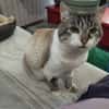 TOBBY