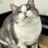 TRIX