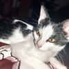 PEPPER
