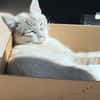 Kleiner Wildfang Pepito sucht Home
