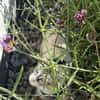 Kleiner Wildfang Pepito sucht Home