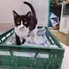 Schmusekater Byron sucht noch immer!