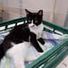 Schmusekater Byron sucht noch immer!