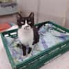 Schmusekater Byron sucht noch immer!