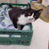 Schmusekater Byron sucht noch immer!