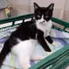 Schmusekater Byron sucht noch immer!