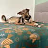 aufgeschlossene Hündin, Frida, 1,5 J.