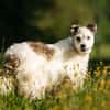 Schmusebacke Nancy sucht ihre Familie
