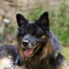 Senior Bruno sucht liebevolles Zuhause