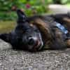 Senior Bruno sucht liebevolles Zuhause
