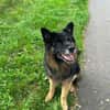 Senior Bruno sucht liebevolles Zuhause
