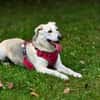 Schäferhund Mix Emmi sucht tolle Mensc