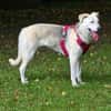 Schäferhund Mix Emmi sucht tolle Mensc