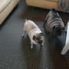 Mops Duo sucht Zuhause