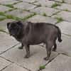 Mops Duo sucht Zuhause