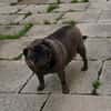 Mops Duo sucht Zuhause