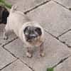 Mops Duo sucht Zuhause