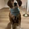 Siggi, geb. ca. 01/2023, 52064 Aachen