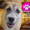 Pandora - Zuhause/Pflegestelle gesucht