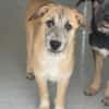 Pandora - Zuhause/Pflegestelle gesucht