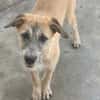 Pandora - Zuhause/Pflegestelle gesucht