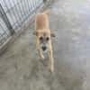 Pandora - Zuhause/Pflegestelle gesucht