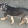 Benji  sanfter Junge sucht Zuhause