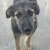 Benji  sanfter Junge sucht Zuhause