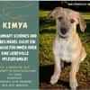 tolle Kimya - Zuhause od. Pflegestelle