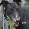 LILA