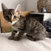Zula - SUCHT EIN NEUES ZUHAUSE