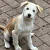 Samba sucht Familie