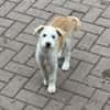 Samba sucht Familie