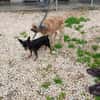 2 Hündchen im Doppelpack