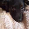 Papillon Mix Tashi will die Welt sehen E