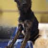 Papillon Mix Tashi will die Welt sehen E