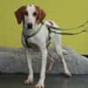 Cooper sucht sein neues zu Hause ....