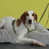 Cooper sucht sein neues zu Hause ....