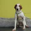 Cooper sucht sein neues zu Hause ....