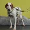 Cooper sucht sein neues zu Hause ....