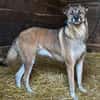 EMILIA - sucht Familienanschluss