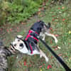 Marley - ein fröhlicher Jungrüde