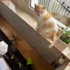 Ruhiger Schmusekater Fer