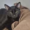 Kolbe (En cours d'adoption)