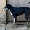 NESTA